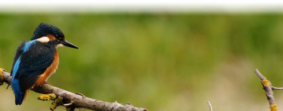 eisvogel_breit1.jpg desc