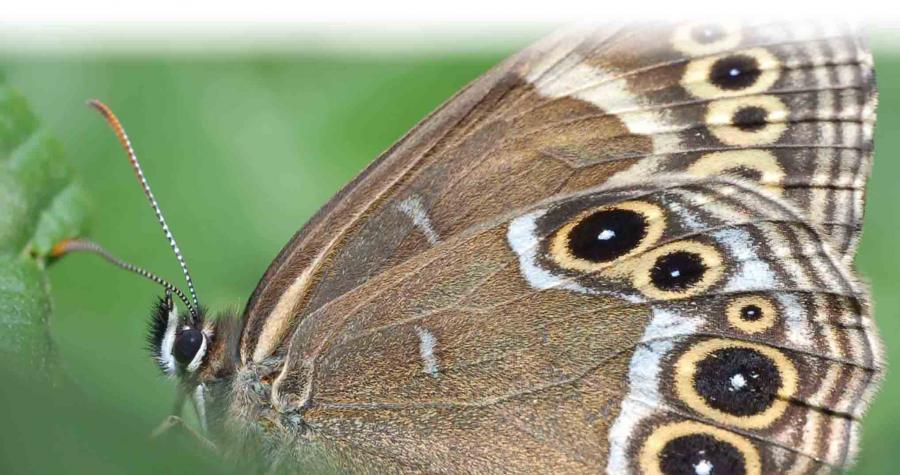 gelbringfalter_breit.jpg desc