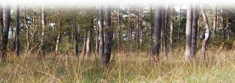 kiefernwald_breit.jpg desc